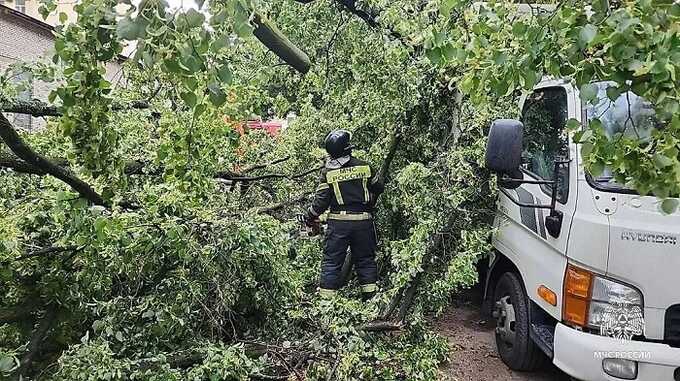 В Петербурге из-за упавшего во время урагана дерева погибла мать троих детей